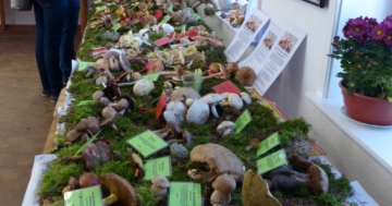 Pilzausstellung in der Naturschutzstation. (Foto: Katja Burmeister)